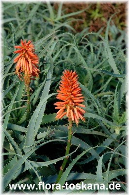 aloe_arborescens-9.jpg