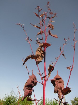 roter-Gänsefuss.JPG