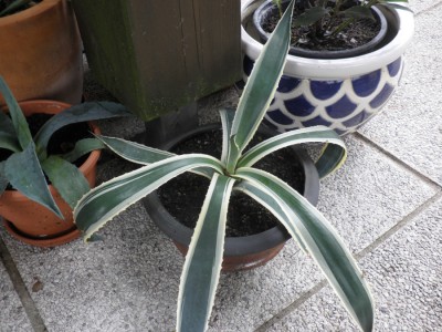 agave3.jpg