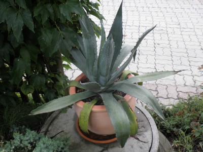 agave.jpg