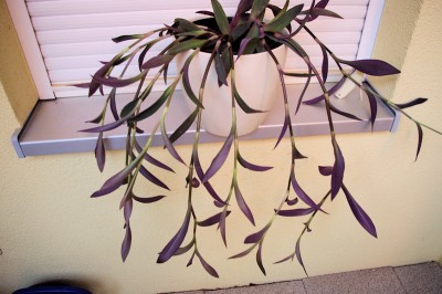 Tradescantia_purpurea.jpg