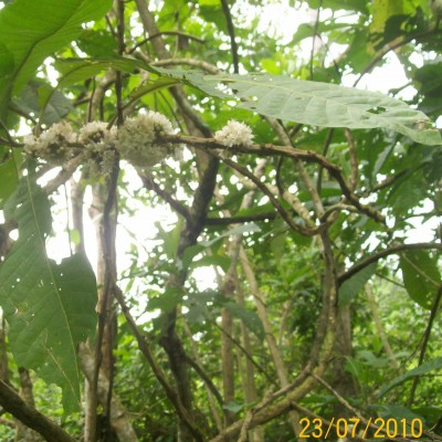 37. Unbekannte von Ecuador, Baum 2C.jpg