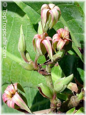 anacardium_occidentale_blueten.jpg