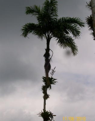 11.08.2010 F, Bactris setulosa mit Bromelien 2.jpg