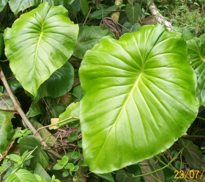 30. Unbekannte von Ecuador, Pflanze 6B.jpg