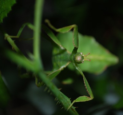 Phyllium_siccifolium_2.jpg