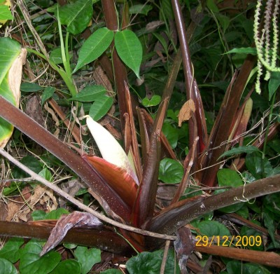 Steudnera sp. Ecuador, 3.jpg