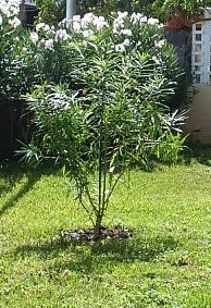 peruoleander.jpg