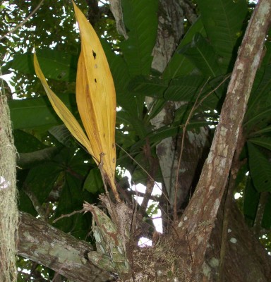 Unbekannte Pflanze 10, Bromelia vielleicht 2.jpg