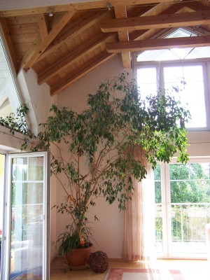 Ficus Standort.jpg