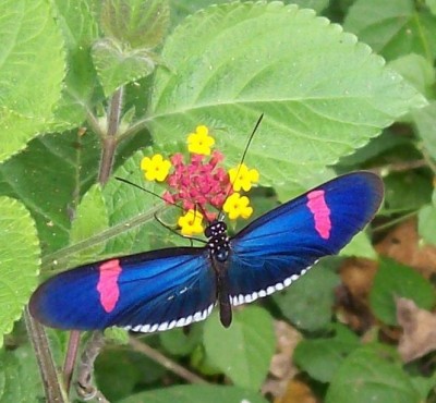 Lantana camara mit Heliconius Erato.jpg