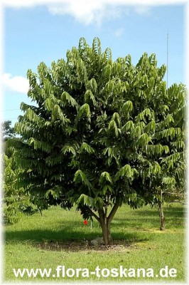 annona_cherimola_x_annona_squamosa_geffner_8_-_181006.jpg