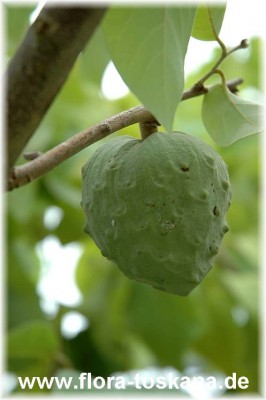 annona_cherimola_6_-_290906.jpg