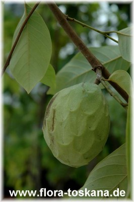 annona_cherimola_2_-_290906.jpg