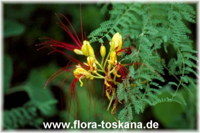 caesalpinia_gilliesii_-_dia.jpg