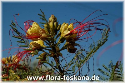 caesalpinia_gilliesii_3-_010706.jpg