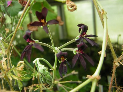 Pelargonien 083.jpg