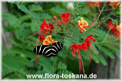 caesalpinia_pulcherrima_14_-_181006.jpg