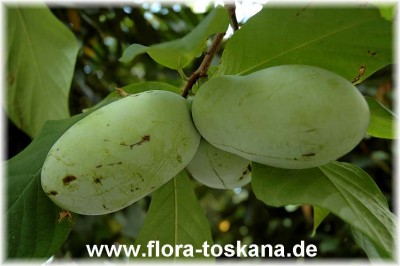 asmina_triloba_frucht_13_-_020906.jpg