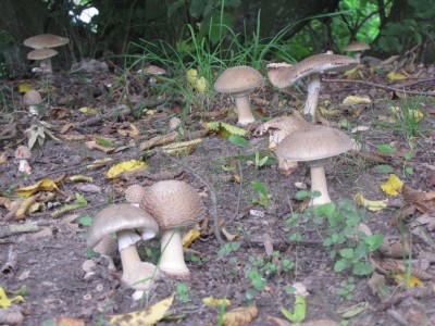 Perlpilz (Amanita rubescens).jpg