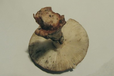 Perlpilz (Amanita rubescens)-2.jpg