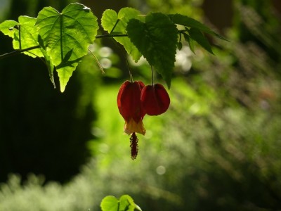 Abutilon megapotamicum.jpg