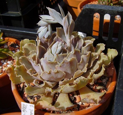 Echeveria shaviana 2009-247 (3).jpg