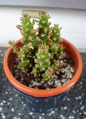 Opuntia subulata monstrosa 5.jpg