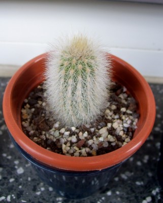 Cleistocactus strausii 4.jpg