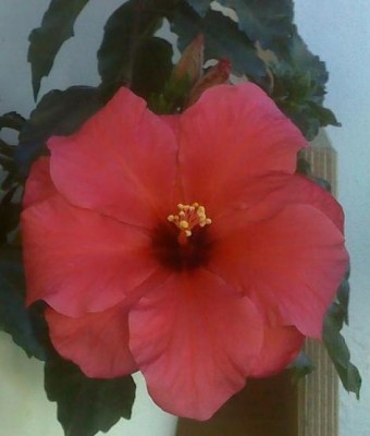 Hibiskus_31072010_.jpg