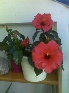 040720100_Hibiskus_.jpg