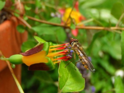 Fuchsia_procumbens.jpg