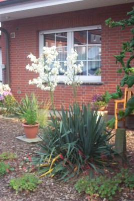 garten yucca 001.jpg