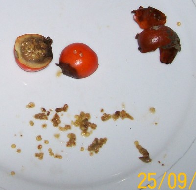 Unbekannte Solanum 3, 2010.09.23. E1.jpg