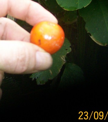 Unbekannte Solanum 3, 2010.09.23. C1.jpg