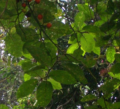 Unbekannte Solanum 3, 2010.09.23. B3.jpg