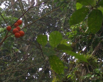 Unbekannte Solanum 3, 2010.09.23. B2.jpg