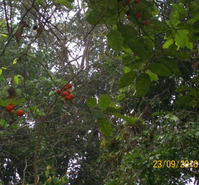 Unbekannte Solanum 3, 2010.09.23. B1.jpg