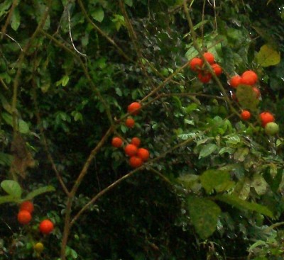 Unbekannte Solanum 3, 2010.09.23. A2.jpg