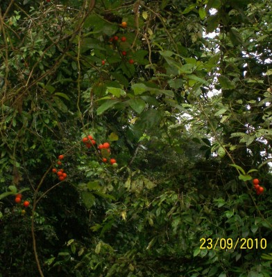 Unbekannte Solanum 3, 2010.09.23. A1.jpg