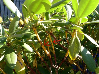 Rhododendron 01.JPG