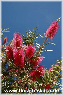 callistemon_citrinus_perth_pink_2_-_141005.jpg