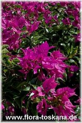 bougainvillea_glabra_-_041106.jpg