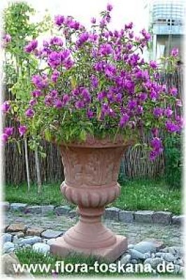 bougainvillea_glabra_2__-__digi.jpg