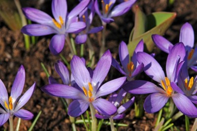 2229-Elfenkrokus-Crocus-tommasianus-Whitewell-Purple.jpg