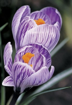 2229-Crocus-vernus-Pickwick.jpg