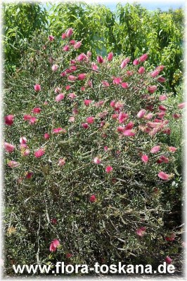 callistemon_citrinus_perth_pink2_-_251005.jpg