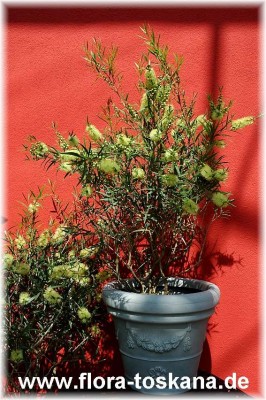 callistemon_salignus_ganz_-_130405.jpg