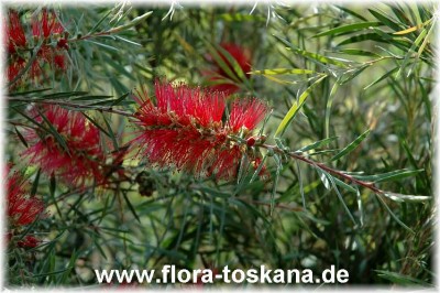 callistemon_subulatus_1_-_250407_k.jpg