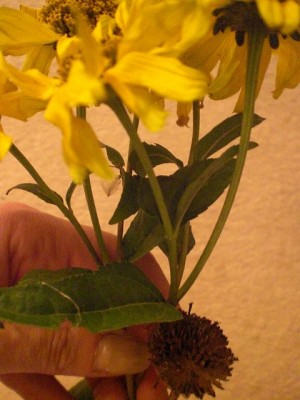 k-gelbe Blume.JPG